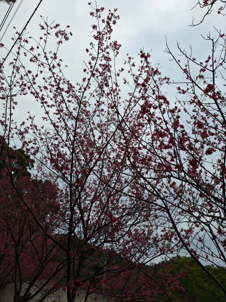 樟之細路RSA45(協雲宮至沖庫山來回)+和興山202501312702839