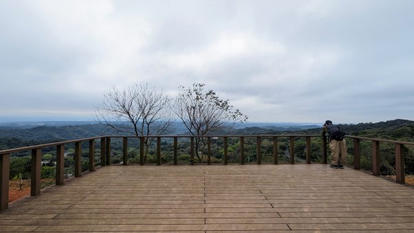 大北坑魯冰花2435729