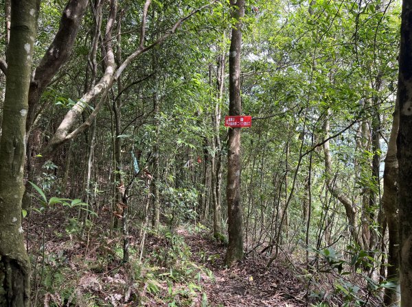 2025_0601 北插天山2802328