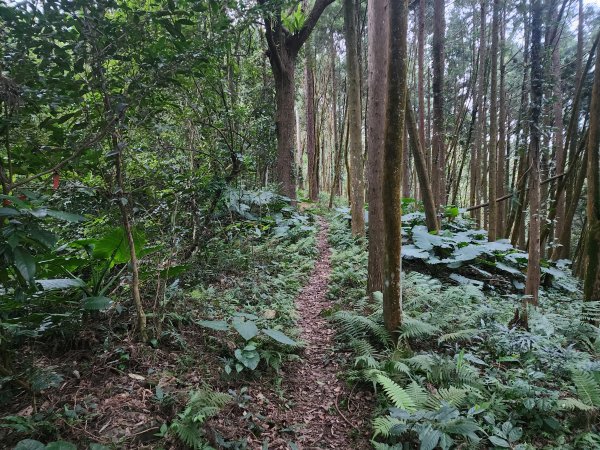 20241208上坪登五指山2683654