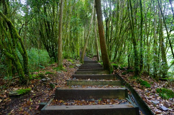 檜山巨木森林步道481592
