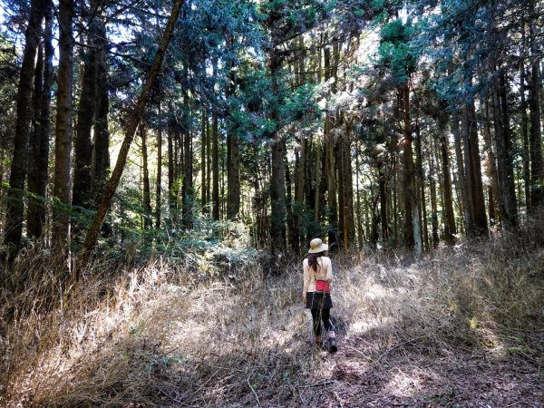 觀霧國家森林 榛山步道 觀霧瀑布 檜山巨木 雲霧步道1893219