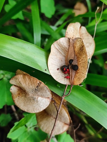 新店到貓空10K（台北天際線1部份路段）2993611