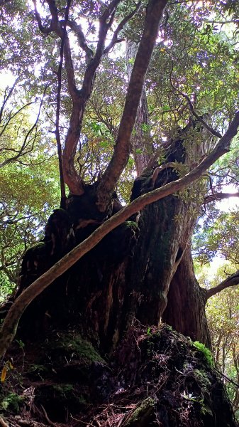 塔曼山：新北市第一高峰之樹的國度1860914