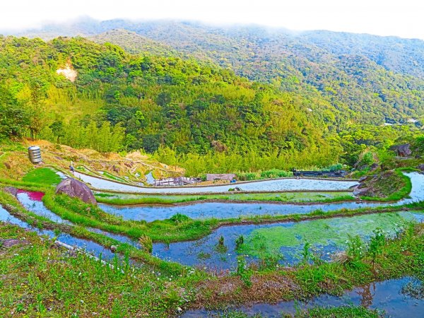 2023春分 陽明山吉野櫻 紅萍水梯田一期一會2156554
