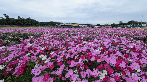 銅鑼杭菊,功維敘,玫瑰森林