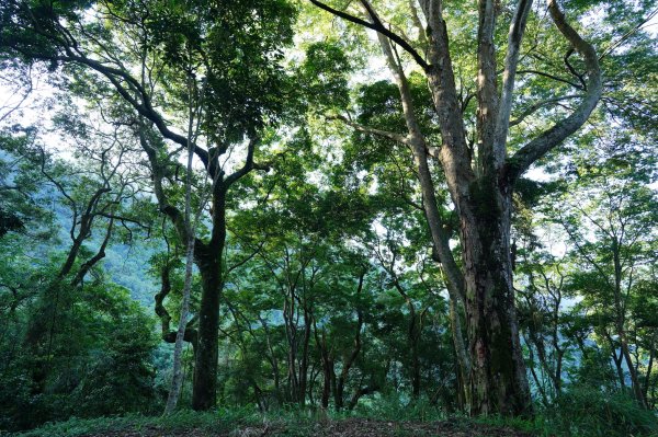 苗栗 泰安 南坑山2808590