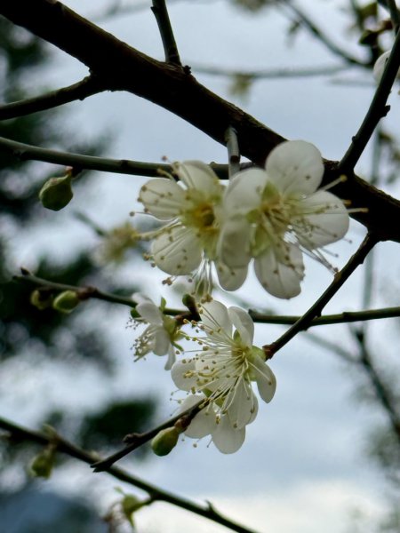 青潭越嶺政大-賞梅花🌸安坑🐦嘴四秀2691697