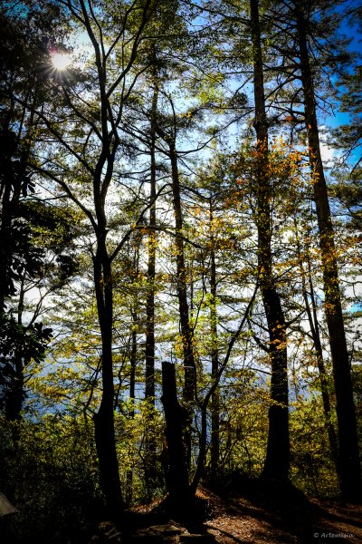 [冬訪大霸聖山岳參行]-大鹿林道東線榆金楓紅與九九山莊精選輯2974718