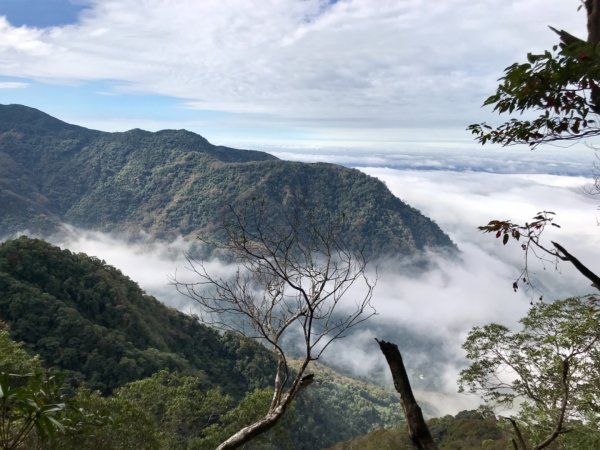 水雲之鳳 上島山491352