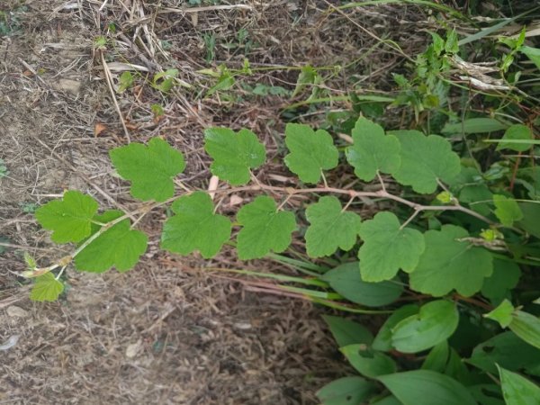 梅山鄉撿山頭2449448