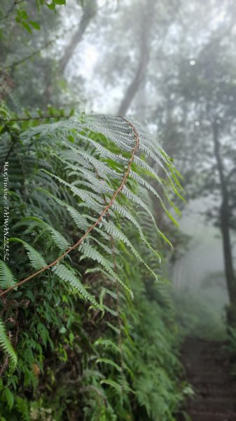 《雲林》望好望角｜石壁山嘉南雲峰步道(中側登山口）202506072805356