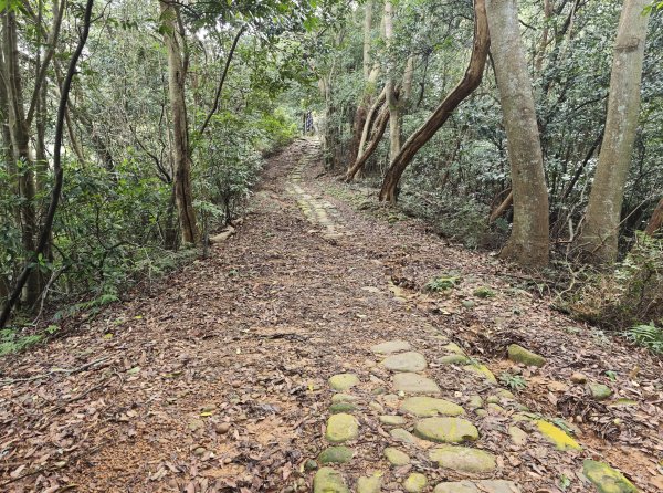 [皮皮獅動物派對-03/10] 2026_0822 石光古道(老虎山步道)3120808