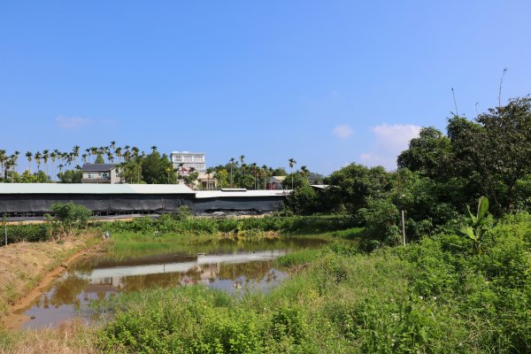 南投魚池~花茶香田園好風光~澀水田頂步道1026759