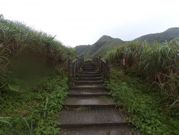 20200525樹梅坪、燦光寮、貂山古道977112