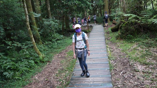 東眼山登山健行趣(小百岳22號)1544318