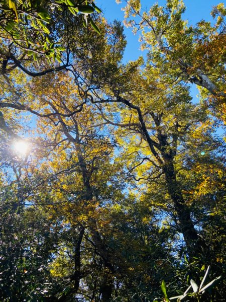 2021/11/6 北得拉曼好風光～山毛櫸-雲海-巨木1505152