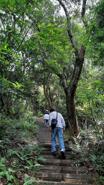 《苗栗》雙峰桐花｜雙峰山桐花賞景之旅202304292132803