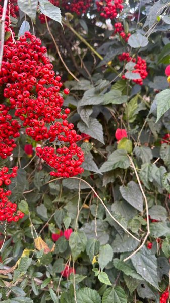 馬武霸下武陵2962328