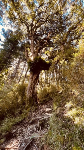 北ㄧ段-審馬陣-南湖北山-南湖北峰-南湖大山-南湖東峰2859117