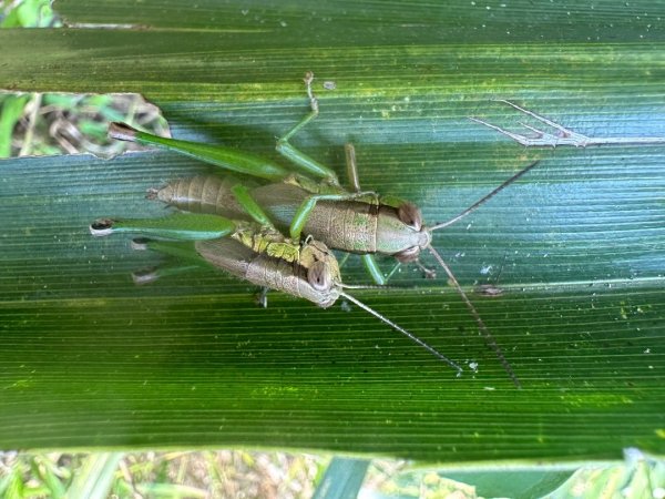 高雄美濃月光山2734930