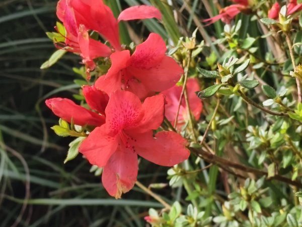 [百山百鳥尋旅-11/15] 2025_0927 大屯主峰-連峰步道_大屯山南峰2899374