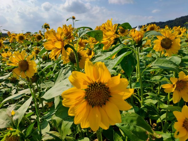 ［大佳河濱公園］［向日葵］2329562