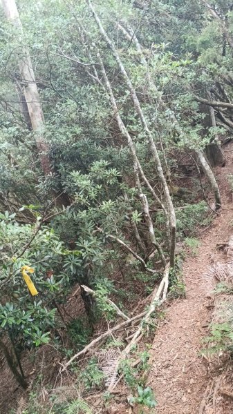 20251010 大雪山國家森林遊樂區 - 船型山林道 登 烏石坑山2911164