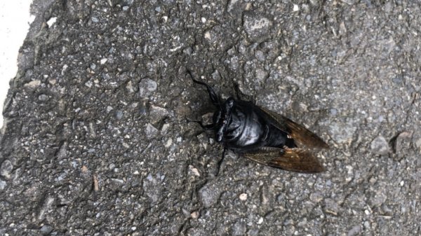 華山步道群1423593