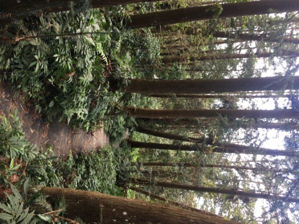 仙山（靈洞宮、協靈宮2723195