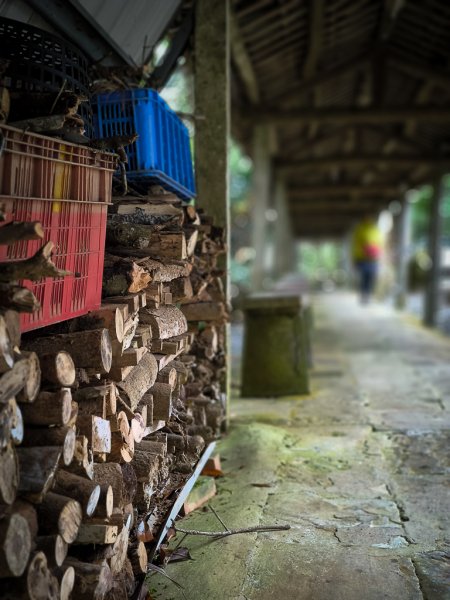 2025-03-08 汶水三山：金童山、汶水山、玉女山 連走2736591