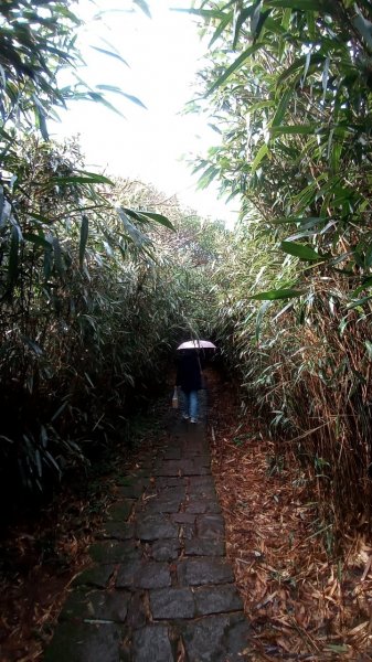 大屯山主峰步道1938087