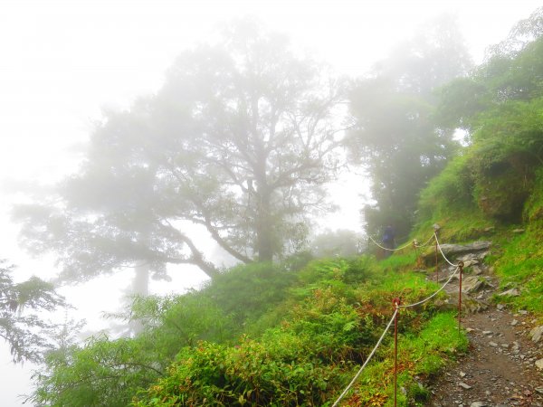 【新竹】觀霧迷幻森林：檜山巨木群步道1111932