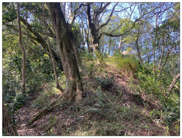 草嶺山、白石山、頭寮山 六連峰 O型路線2798637