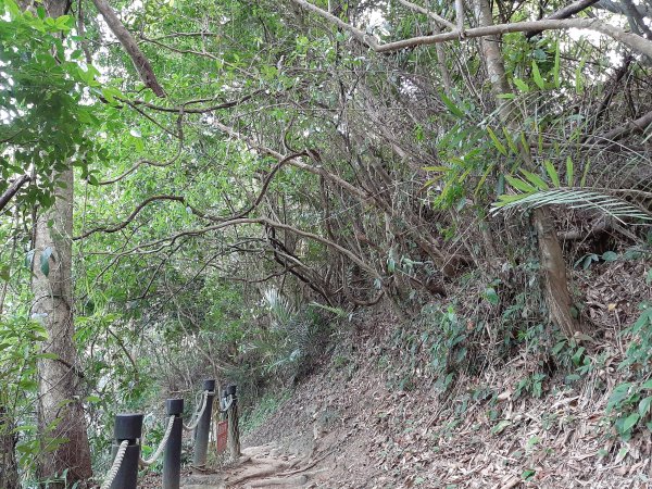 【跟著寶寶漫步參山】獅頭山五連走1135983