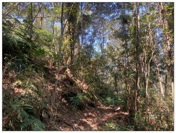 頭社水庫、大舌滿山2757557