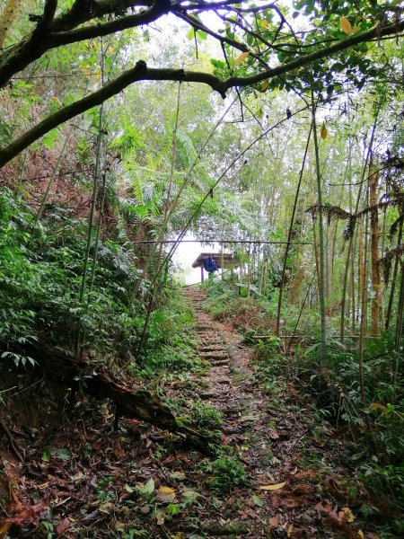 荒草漫漫。 #61小百岳~大湖尖山步道936890