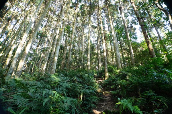 新竹 五峰 鵝公髻山2916836