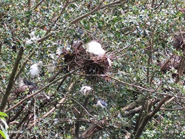 大安森林公園、安湖三號公園【走路趣尋寶，全臺齊步走】2530648