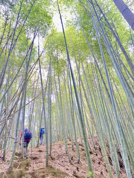 溪頭山、竹崙山、志騰山三山O型順撿內湖山  2024/5/312517737