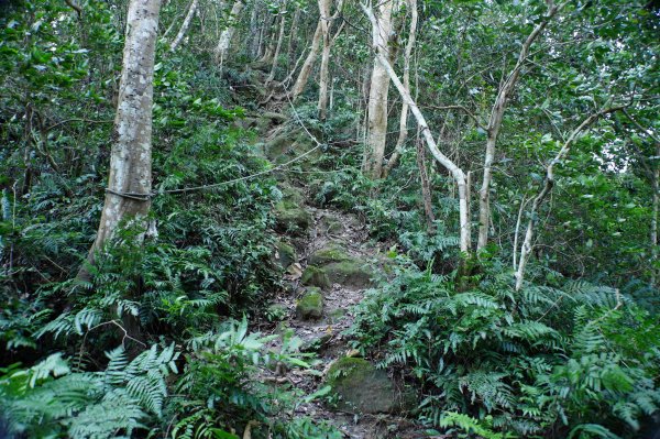 新竹 關西 蓬萊仙島山、石牛山、油井窩山、福大山2982386
