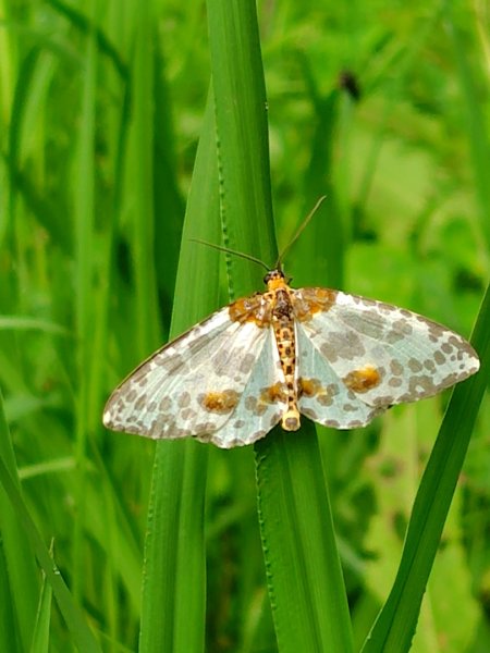 沙里仙林道、沙里仙溪、同富山/埔沙山、東埔山、阿毛巨木2812457