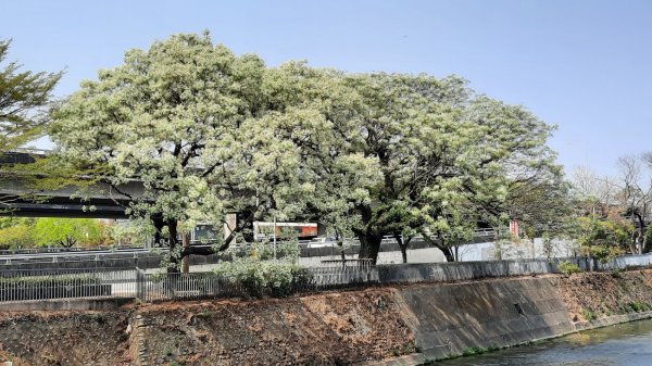 《台中》苦楝樹王｜潮洋溪惠來溪步道生態之旅202303-042124102