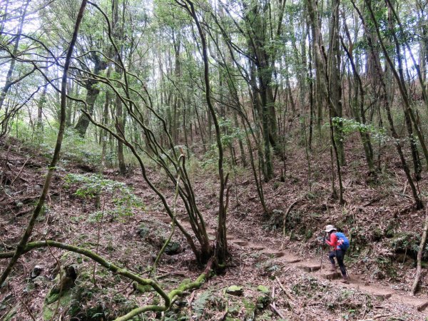 新山 馬崙山 尋幽1362124