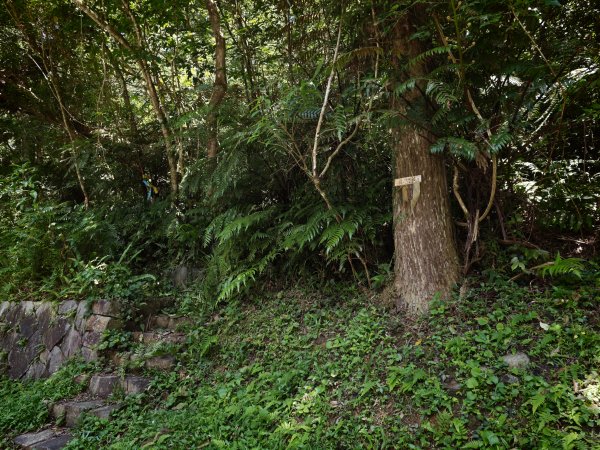 [淡蘭古道] 2026_0524 南路第四段_四堵古道(下)-四堵苗圃步道3070011