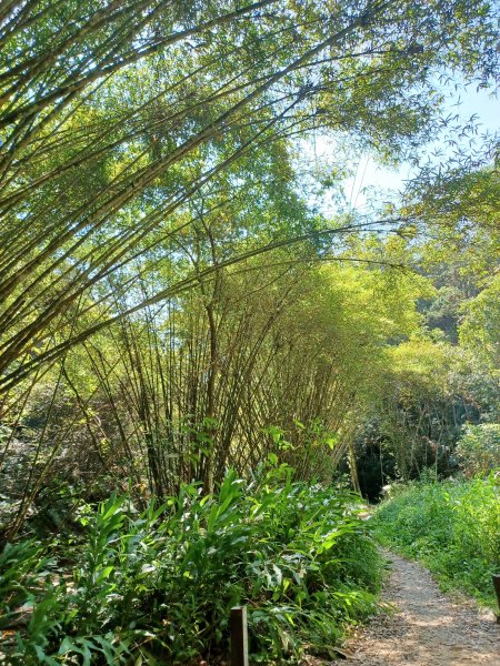 【南投魚池】澀水森林步道2933048