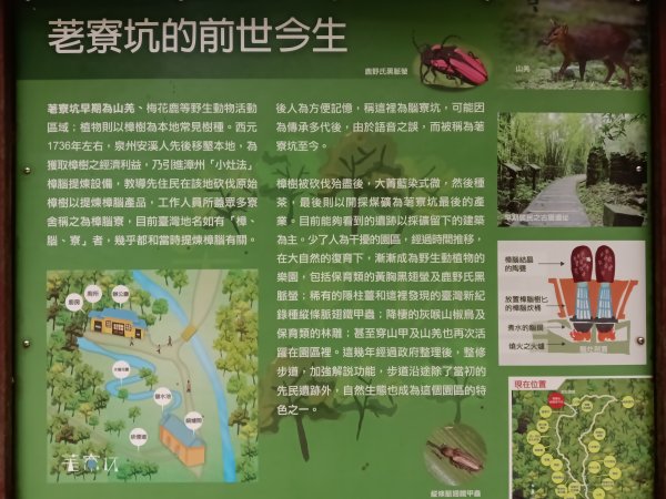 基隆市荖寮坑古道+十分古道(暖東舊道)+頂子寮山(嶺頭土地公)P字走2821486