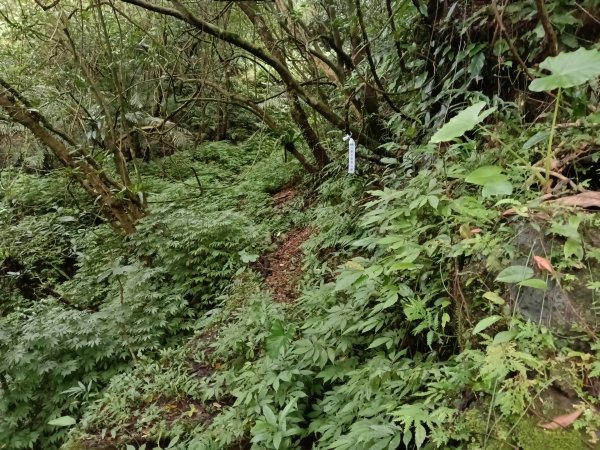 雙溪區石壁坑橋+平林山+武山煤礦土地公+上林山稜線+彎穹越嶺古道+石壁坑橋O型2991283