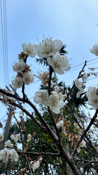 九份二山 集集大山 九尖賞梅2695254