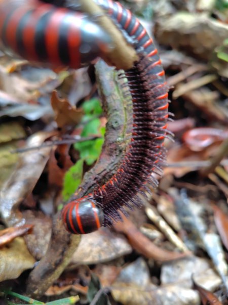 白藍狐貍出狐貍尾/狐貍縱走2796263